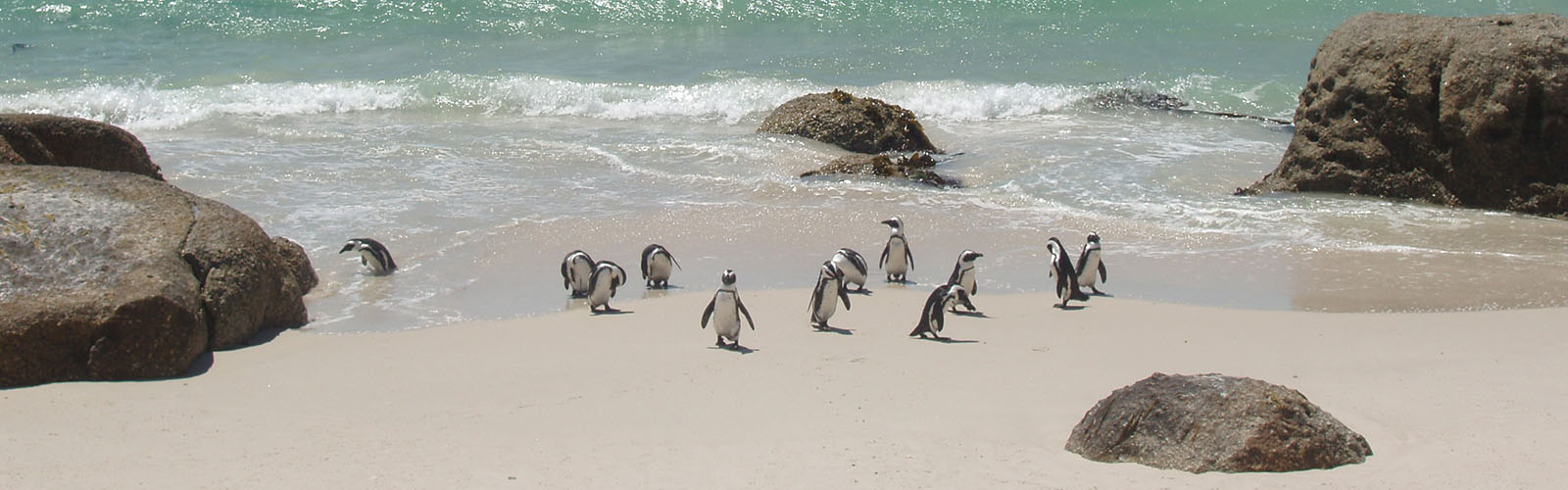 12 penguins on a beach at the water's edge.